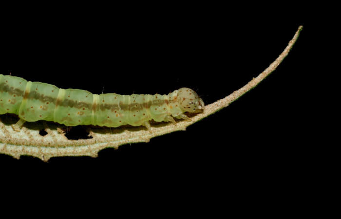 Fig. 4 Larva <i>Antiblemma laranda</i>  en último estadio mostrando marchitas del cuerpo.  Voucher:  08-SRNP-35882-DHJ441405.jpg