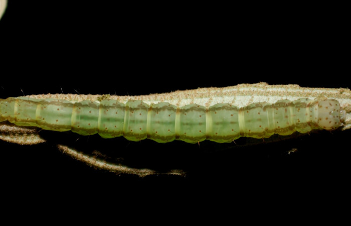 Fig. 5 Larva <i>Antiblemma laranda</i>  en último estadio mostrando comparación entre <i>Antiblemma ceras</i> .  Voucher:   08-SRNP-35882-DHJ441403.JPG