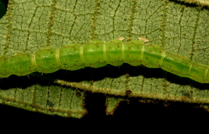 Fig.6  Larva <i>Antiblemma ceras</i>  mostrando parte dorsal, y haciendo comparación entre  especies. Voucher: 11-SRNP-31898-DHJ494585.jpg
