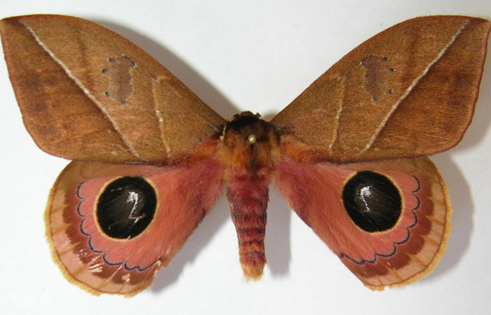 Fig. 8. Vista dorsal de adulto macho de <i>Pseudautomeris rudloffii</i> (Saturniidae). Voucher: 09-SRNP-80258-DHJ521660