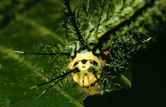 Fig. 6. Vista de la parte trasera de la larva de <i>Pseudautomeris rudloffii</i> (Saturniidae). Voucher: 99-SRNP-6197-DHJ51319.jpg