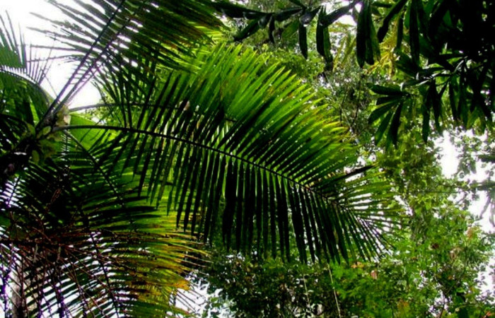 Fig. 10. Vista del las hojas de la planta hospedera de <i>Pseudautomeris rudloffii</i> (Saturniidae) <i>Prestoea decurrens</i> (Arecaceae). Foto tomada de la aplicación PlantNet.