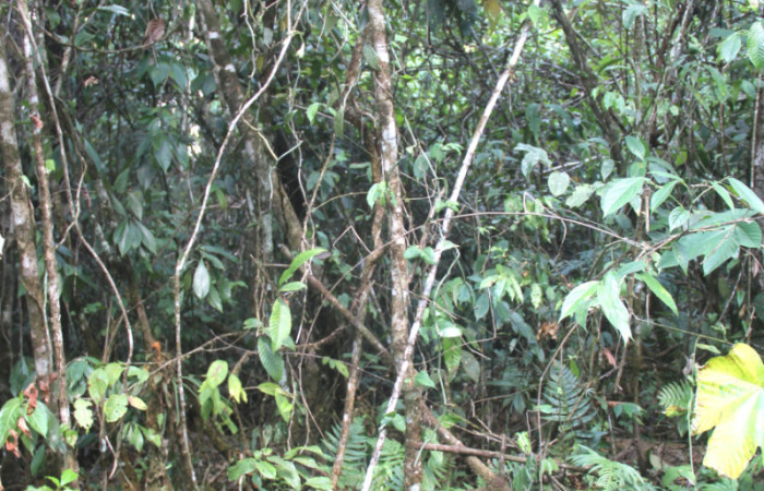 Fig.01. <i>Vanilla hartii</i> (Orchidiaceae), Pasmompa, 26 Mar 2024, hábito en crecimiento secundario. Fotografía Calixto Moraga.
