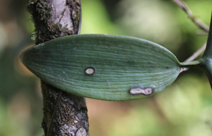 Fig.03. <i>Vanilla hartii</i> (Orchidiaceae), Pasmompa, 26 Mar 2024, hábito en crecimiento secundario. Fotografía Calixto Moraga.
