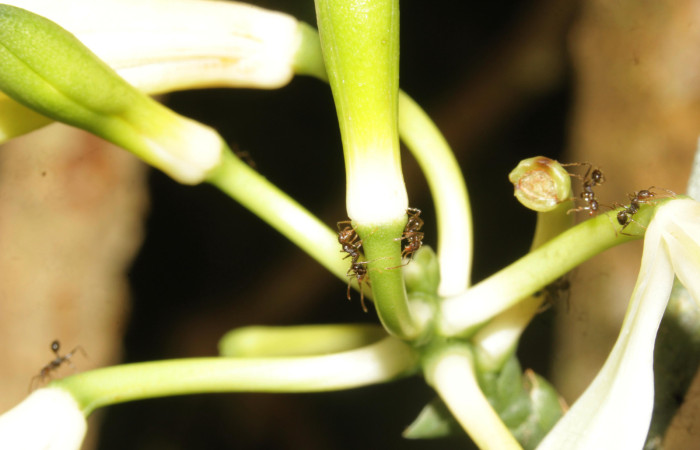 Fig.11. <i>Vanilla hartii</i> (Orchidiaceae), Bosque Pasmompa. Hormiga (Formicidae) sp. que igualmente diambula incesantemente entre botones y flores. Fotografía Calixto Moraga. 21 Abril 2025.