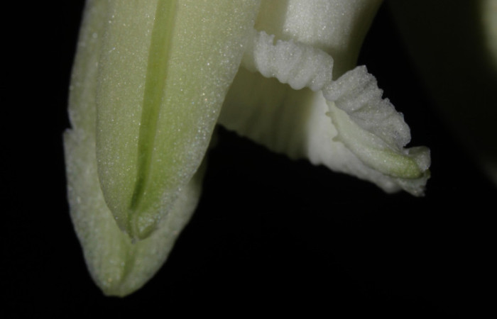 Fig.13. <i>Vanilla hartii</i> (Orchidiaceae), Bosque Pasmompa. Vista flor lateral. Fotografía Calixto Moraga. 21 Abril 2025.
