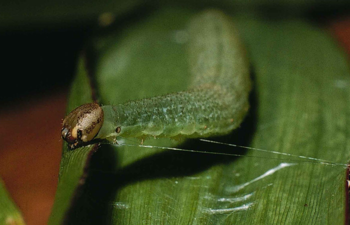 Figura 1. <i>Papias allubita</i> (Hesperiidae). Penúltimo estadio, parte lateral tórax y cabeza. Voucher: 00-SRNP-51-DHJ52496.jpg.