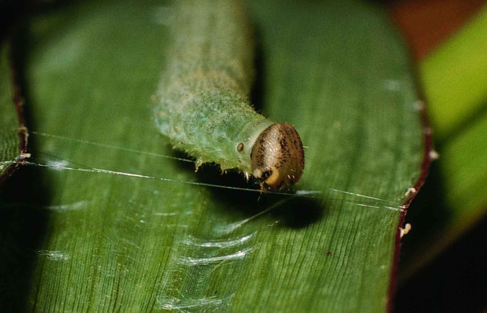 Figura 3. <i>Papias allubita</i> (Hesperiidae). Penúltimo estadio, parte frontal. Voucher: 00-SRNP-51-DHJ52497.jpg.