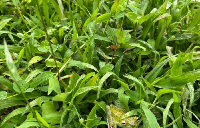 Figura. 1 Habitad <i>Boana rufitela</i>, (Hylidae). Area de Conservación Guanacaste. Casa Jorge Hernandez Dos Rios Upala, (elevación 566 metros), observada el 29 octubre 2025. Foto. Jorge Hernández. 
