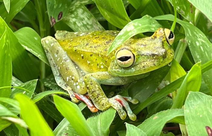 Figura. 2 Habitad <i>Boana rufitela</i>, (Hylidae). Area de Conservación Guanacaste. Casa Jorge Hernandez Dos Rios Upala, (elevación 566 metros), observada el 29 octubre 2025. Foto. Jorge Hernández.
