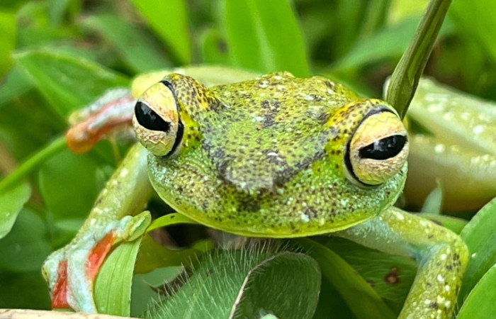 Figura. 3 Foto frente <i>Boana rufitela</i>, (Hylidae). Area de Conservación Guanacaste. Casa Jorge Hernandez Dos Rios Upala, (elevación 566 metros), observada el 29 octubre 2025. Foto. Jorge Hernández. 