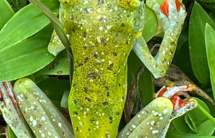 Figura. 5 Foto espalda <i>Boana rufitela</i>, (Hylidae). Area de Conservación Guanacaste. Casa Jorge Hernandez Dos Rios Upala, (elevación 566 metros), observada el 29 octubre 2025. Foto. Jorge Hernández. 