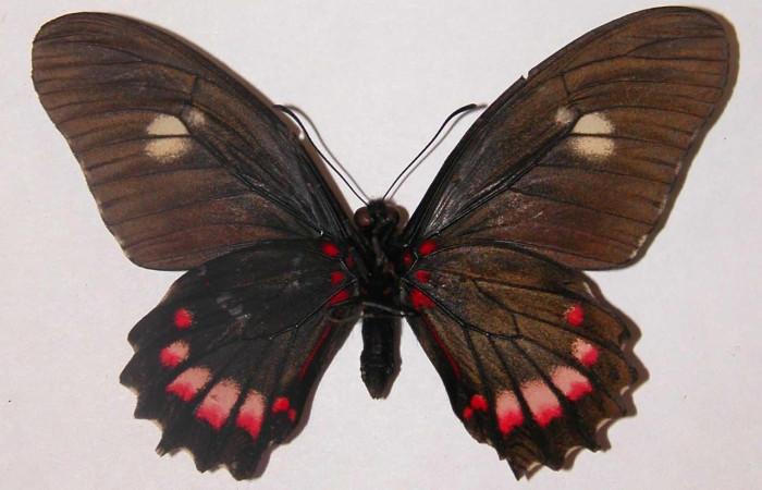 Figura 13. Adulto <i>Eurytides branchus</i> (Papilionidae), Posición ventral. Área de Conservación Guanacaste, Sector Santa Rosa. 02-SRNP-16074-DHJ34747.