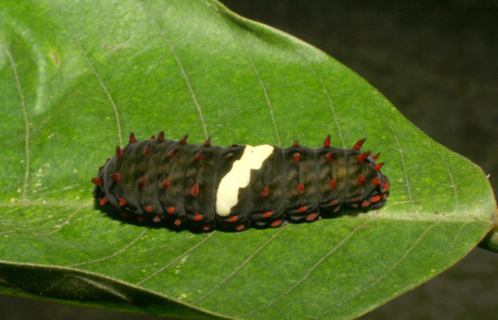 Figura 6. Larva <i>Eurytides branchus</i> (Papilionidae), Posición entero dorsal en la hoja de la planta Annona rensoniana (Annonaceae). 05-SRNP-4421-DHJ402908.jpg.