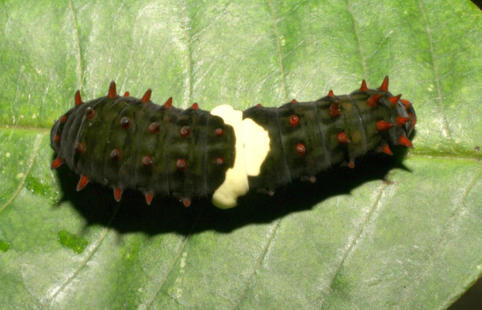 Figura 7. Larva <i>Eurytides branchus</i> (Papilionidae), Posición frontal en la hoja de la planta <i>Annona rensoniana</i> (Annonaceae). 05-SRNP-4421-DHJ402909.jpg.