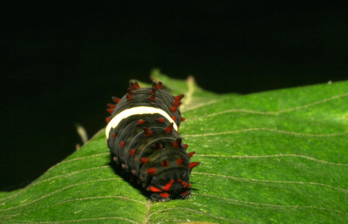 Figura 8. Larva <i>Eurytides branchus</i> (Papilionidae), Posición cola en la hoja de la planta <i>Annona rensoniana</i> (Annonaceae). 05-SRNP-4421-DHJ402911.jpg.