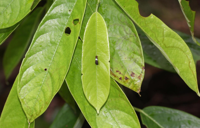 Figura 4. Larva <i>Eurytides branchus</i> (Papilionidae), Posición entero dorsal en la hoja de la planta <i>Annona rensoniana</i> (Annonaceae). 17-SRNP-32201-DHJ740329.jpg.