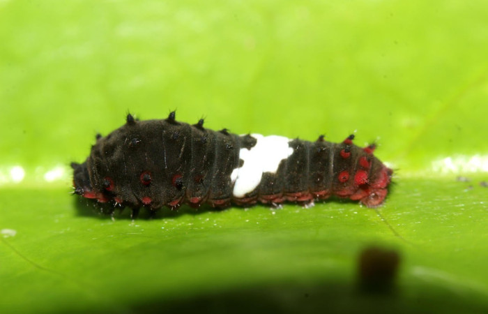 Figura 5. Larva <i>Eurytides branchus</i> (Papilionidae), Posición entero lateral en la hoja de la planta <i>Annona rensoniana</i> (Annonaceae). 17-SRNP-32201-DHJ740331.jpg.