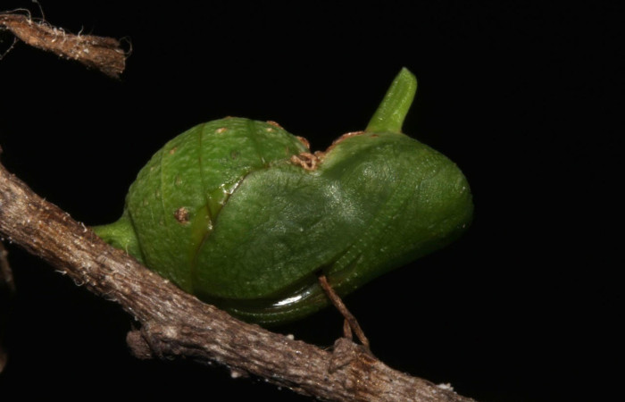 Figura 10. Pupa de <i>Eurytides branchus</i> (Papilionidae), Posición entero lateral en la hoja de la planta <i>Annona amazonica</i> (Annonaceae). 17-SRNP-32202-DHJ743983.jpg.