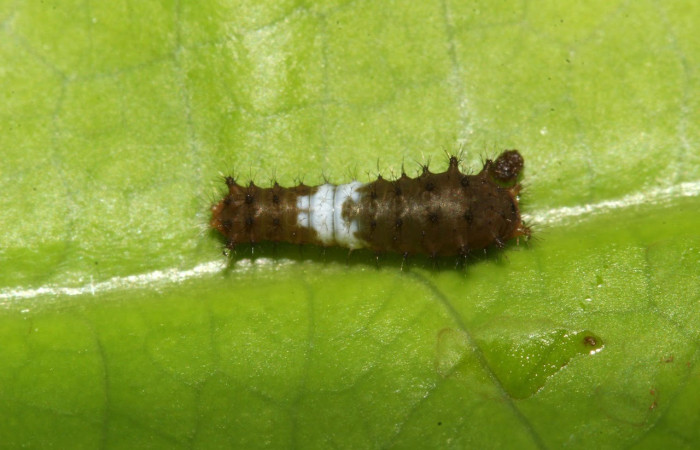 Figura 2. Larva <i>Eurytides branchus</i> (Papilionidae), Posición entero dorsal en la hoja de la planta <i>Annona rensoniana</i> (Annonaceae). 17-SRNP-32207-DHJ740334.jpg.