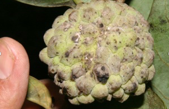 Figura 15. Fruto de la planta <i>Annona rensoniana</i> (Annonaceae). Hospedero de <i>Eurytides branchus</i> (Papilionidae).