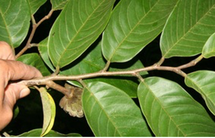 Figura 14. Planta <i>Annona rensoniana</i> (Annonaceae). Hospedero de <i>Eurytides branchus</i> (Papilionidae).