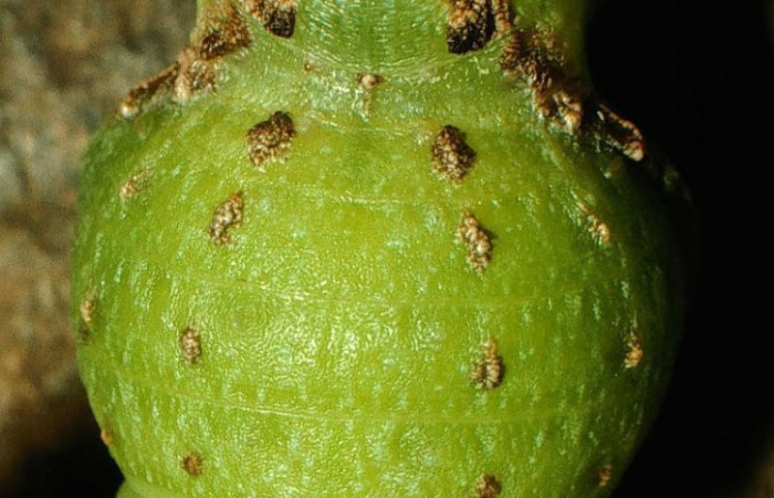 Figura 11. Pupa de <i>Eurytides branchus</i> (Papilionidae), Posición entero dorsal en la hoja de la planta <i>Annona amazonica</i> (Annonaceae). 98-SRNP-12147-DHJ47554.jp.