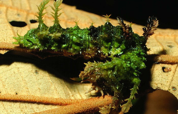 Fig. 10. Larva de <i>Adelpha</i> celerioDHJ02 (Nymphalidae), último estadío larval, coloración y apariencia de tener musgos en su cuerpo mimetismo que le permite camuflarse en la vegetación. Voucher: 01-SRNP-2000-DHJ57963