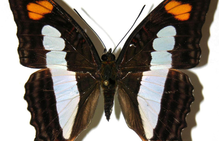 Fig. 3.Hembra de <i>Adelpha</i> celerioDHJ02 (Nymphalidae) vista dorsal. Voucher: 04-SRNP-48003-DHJ308100