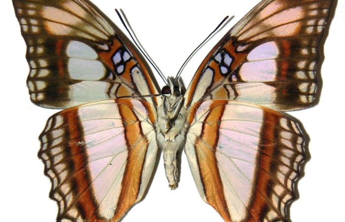Fig. 4.Hembra de <i>Adelpha</i> celerioDHJ02 ((Nymphalidae)) vista ventral. Voucher: 04-SRNP-48003-DHJ30810
