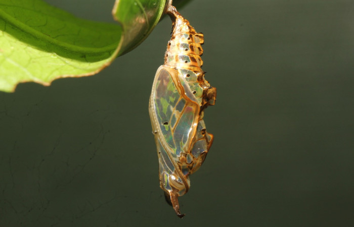 Fig. 16 Prepupa de <i>Adelpha</i> celerioDHJ02 (Nymphalidae), en esta face su coloración se difumina característica común antes de formar la pupa. Voucher: 02-SRNP-6252-DHJ64846.