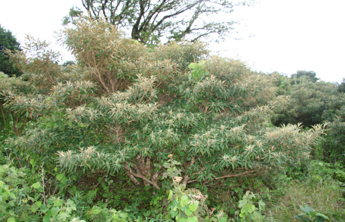 Fig. 20. <i>Miconia salapensis</i> (Melastomataceae) planta hospedara de <i>Adelpha</i> celerioDHJ02 (Nymphalidae). Foto: Adrian Guadamuz, Sector Cacao.
