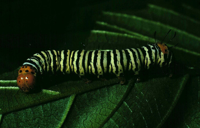 Larva en posición lateral de <i>Epithisanotia sanctijohannis</i> (Noctuidae), U estadio. Sector Santa Rosa, Bosque Húmedo. Voucher 90-SRNP-821-DHJ12597.jpg.