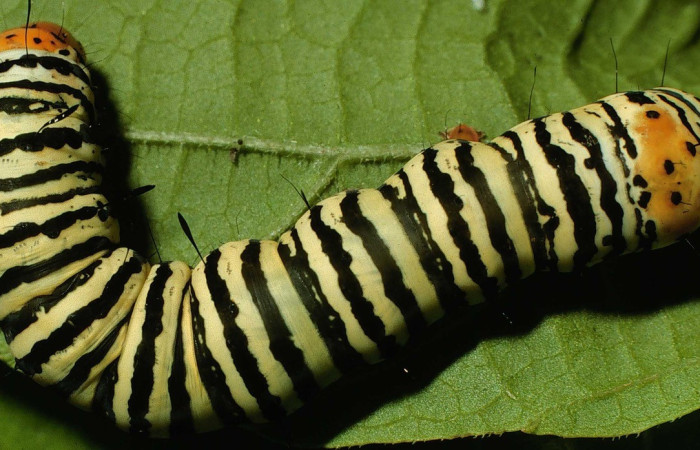 Larva en posición lateral de <i>Epithisanotia</i> sanctijohannisDHJ01 (Noctuidae), U estadio. Sector Santa Rosa, Cuesta Canyon Tigre. Voucher 98-SRNP-1829-DHJ44029.jpg.