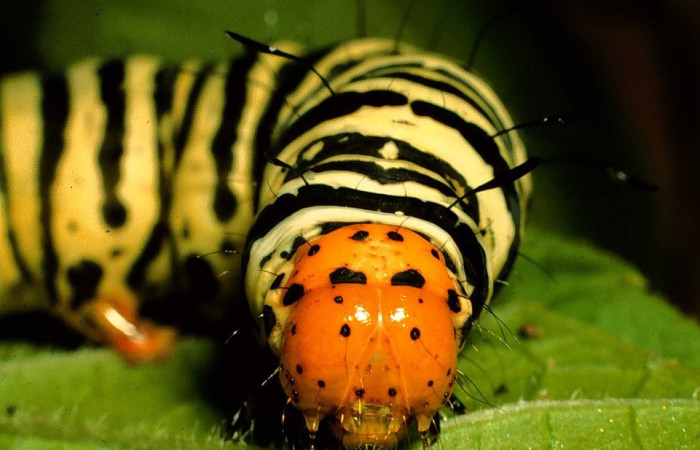 Cara en posición frontal de <i>Epithisanotia</i> sanctijohannisDHJ01 (Noctuidae), U estadio. Sector Santa Rosa, Cuesta Canyon Tigre. Voucher 98-SRNP-1829-DHJ44031.jpg.