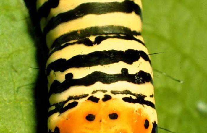 Cola en posición dorsal de <i>Epithisanotia</i> sanctijohannisDHJ01 (Noctuidae), U estadio. Sector Santa Rosa, Cuesta Canyon Tigre. Voucher 98-SRNP-1829-DHJ44036.jpg.