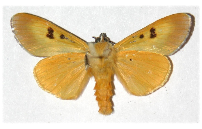 Adulto en posición ventralde <i>Epithisanotia</i> sanctijohannisDHJ01 (Noctuidae). Sector El Hacha, Finca Araya. Voucher 02-SRNP-17201-DHJ313157