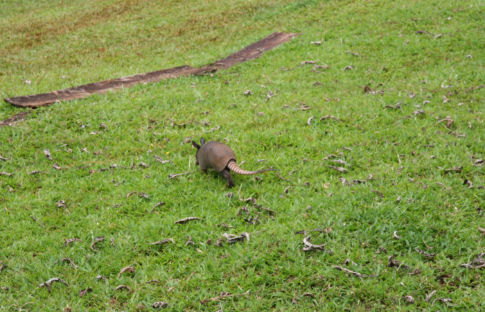 Figura. 1. Armadillo de nueve bandas, <i>Dasypus novemcinctus</i> (Dasypodidae), vista lateral, Estación Biológica Quica, Sector Pitilla Area de Conservación Guanacaste (ACG) (470m). Foto: Ricardo Calero, 26 Agosto 2013. Foto:IMG_8392.jpg.
