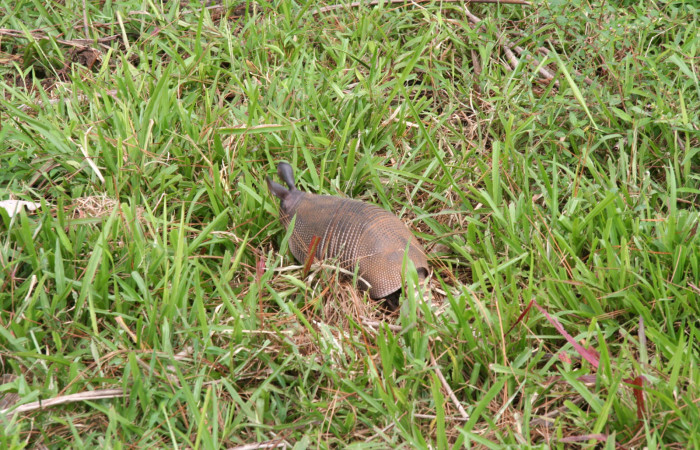 Figura. 4. Armadillo de nueve bandas, <i>Dasypus novemcinctus</i> (Dasypodidae), vista lateral, Estación Biológica Quica, Sector Pitilla Area de Conservación Guanacaste (ACG) (470m). Foto: Ricardo Calero, 26 Agosto 2013. Foto:IMG_8400.jpg.