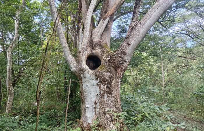 Agua Caliente, La Cruz. Fuente: archivos AICOM Santa Rosa, 2025.