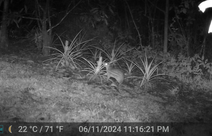 Figura. 3. Tepezcuintle, <i>Cuniculus paca</i> (Cuniculidae), vista lateral, foto captada por cámara trampa en Estación Biológica Quica, Sector Pitilla Area de Conservación Guanacaste (ACG) (470m). Foto:DSCF0019.jpg.