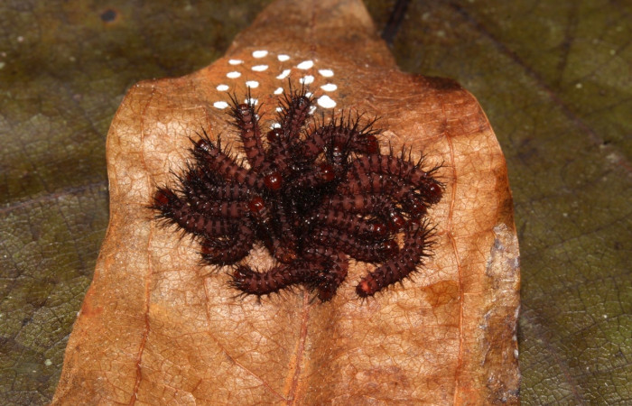 Fig. 10 Larvas, <i>Periphoba</i> arcaeiDHJ02, Saturniidae, primer estadío, se alimenta <i>Matudaea trinervia</i>, (Hamamelidaceae), larvas comiéndose la concha de huevos de donde salierón, segundo día que nacierón. Voucher: 20-SRNP-31800-DHJ778152.jpg.