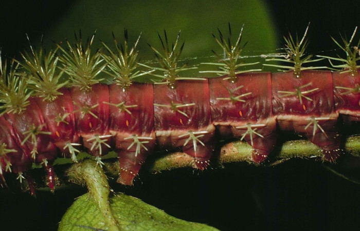 Fig.12 Larva, <i>Periphoba</i> arcaeiDHJ02, Saturniidae, tercer estadío, se alimenta <i>Hirtella racemosa</i>, (Chrysobalanaceae), mostrando lateral entero. Voucher: 98-SRNP-5385-DHJ45510.