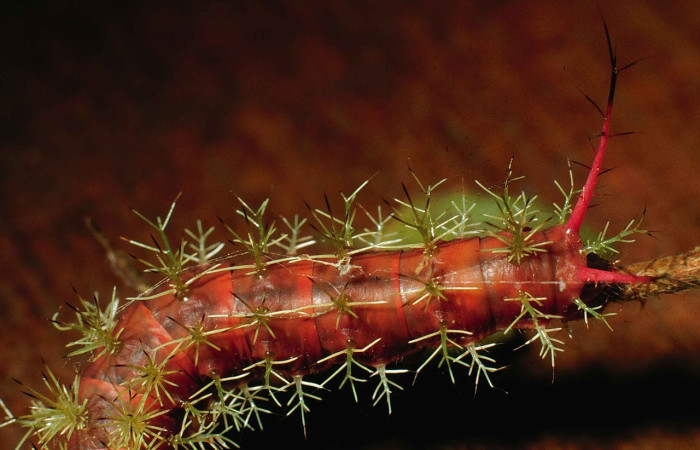 Fig.13 Larva, <i>Periphoba</i> arcaeiDHJ02,, Saturniidae, tercer estadío, se alimenta <i>Hirtella racemosa</i>, (Chrysobalanaceae), mostrando dorsal trasero. Voucher: 98-SRNP-5385-DHJ45511.