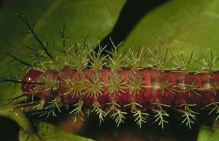 Fig.14 Larva, <i>Periphoba</i> arcaeiDHJ02, Saturniidae, tercer estadío, se alimenta <i>Hirtella racemosa</i>, (Chrysobalanaceae), mostrando dorsal tórax. Voucher: 98-SRNP-5385-DHJ45512.
