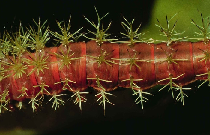Fig.15 Larva, <i>Periphoba</i> arcaeiDHJ02, Saturniidae, tercer estadío, se alimenta <i>Hirtella racemosa</i>, (Chrysobalanaceae), mostrando dorsal entero. Voucher: 98-SRNP-5385-DHJ45514.