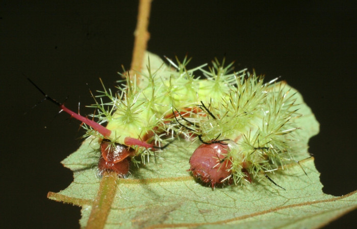 Fig.16 Larva, <i>Periphoba</i> arcaeiDHJ02, Saturniidae, PU estadío, se alimenta <i>Vismia baccifera</i>, (Hypericaceae), mostrando dorsal entero. Voucher: 09-SRNP-42066- DHJ464764.