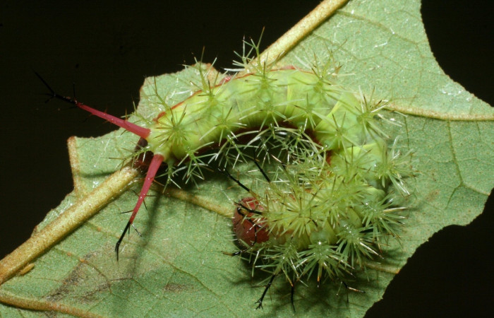 Fig.17 Larva, <i>Periphoba</i> arcaeiDHJ02, Saturniidae, PU estadío, se alimenta <i>Vismia baccifera</i>, (Hypericaceae), mostrando dorsal entero. Voucher: 09- SRNP-42066-DHJ464765.