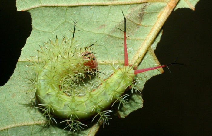 Fig.18 Larva, <i>Periphoba</i> arcaeiDHJ02, Saturniidae, PU estadío, se alimenta <i>Vismia baccifera</i>, (Hypericaceae), mostrando dorsal entero. Voucher: 09-SRNP-42066-DHJ464767.