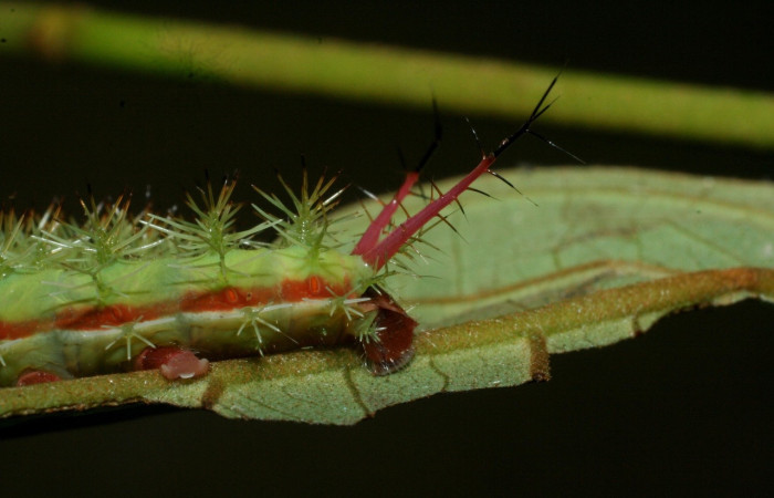 Fig.19 Larva, <i>Periphoba</i> arcaeiDHJ02, Saturniidae, PU estadío, se alimenta <i>Vismia baccifera</i>, (Hypericaceae), mostrando dorsal entero. Voucher: 09-SRNP-42066- DHJ464768.